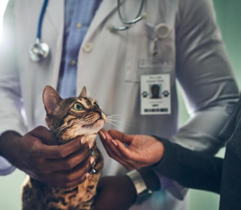 A vet holds a cat while the client pets it
