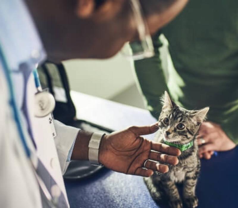 A vet inspects a kitten