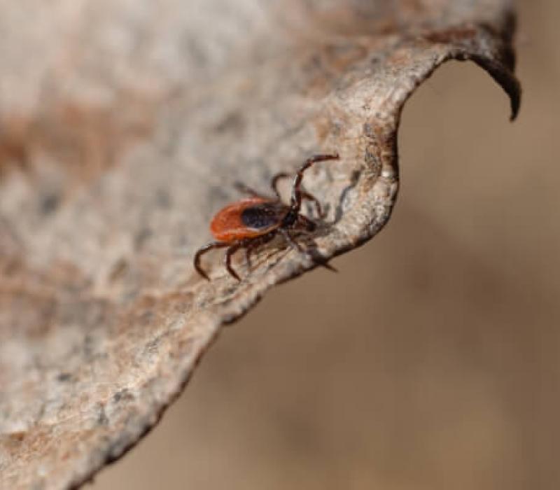 A tick on a leaf