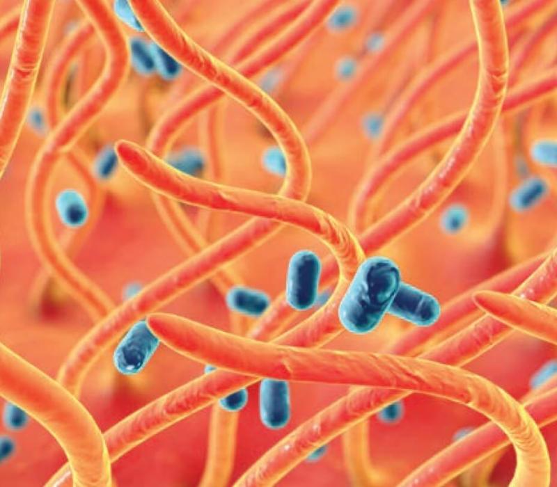 Image of B. bronchiseptica 