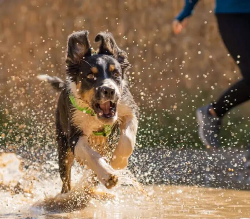 A puppy runs through a puddle
