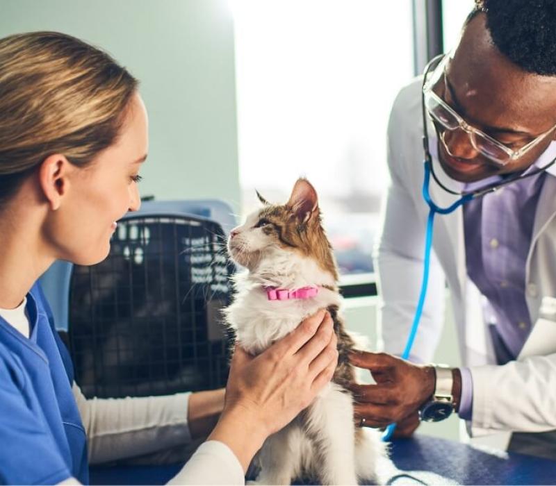 Two vets smile at a cat