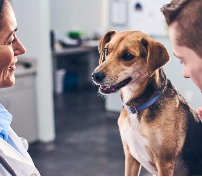 A brown dog is pet by its owner and a vet