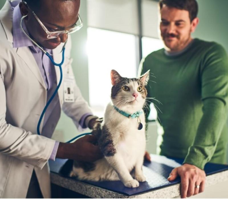 A man and a vet admire a cat