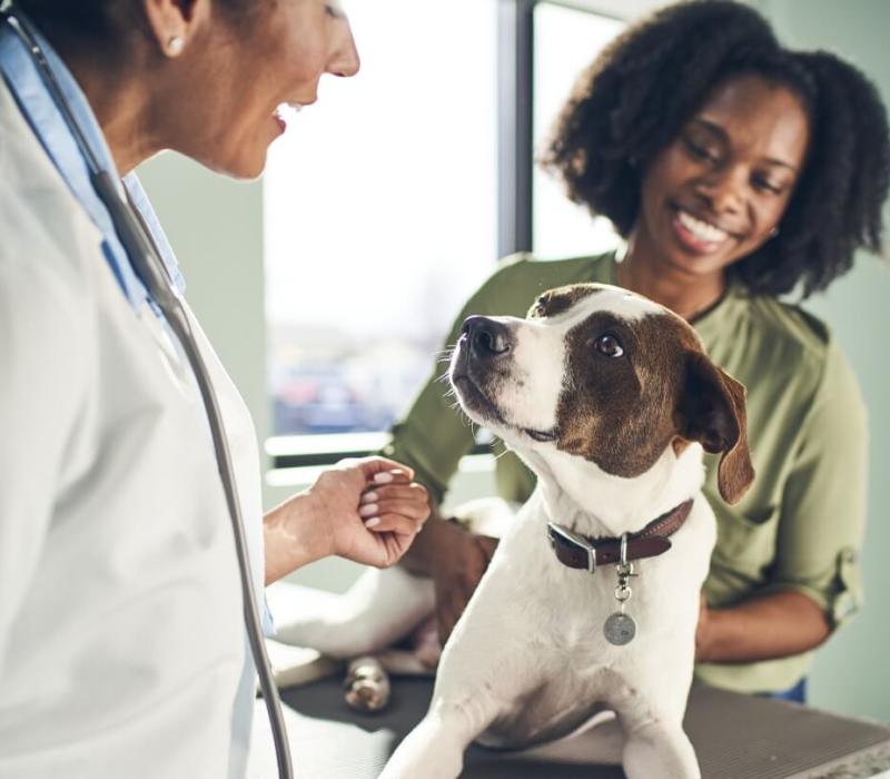 A vet and a client both pet a dog 
