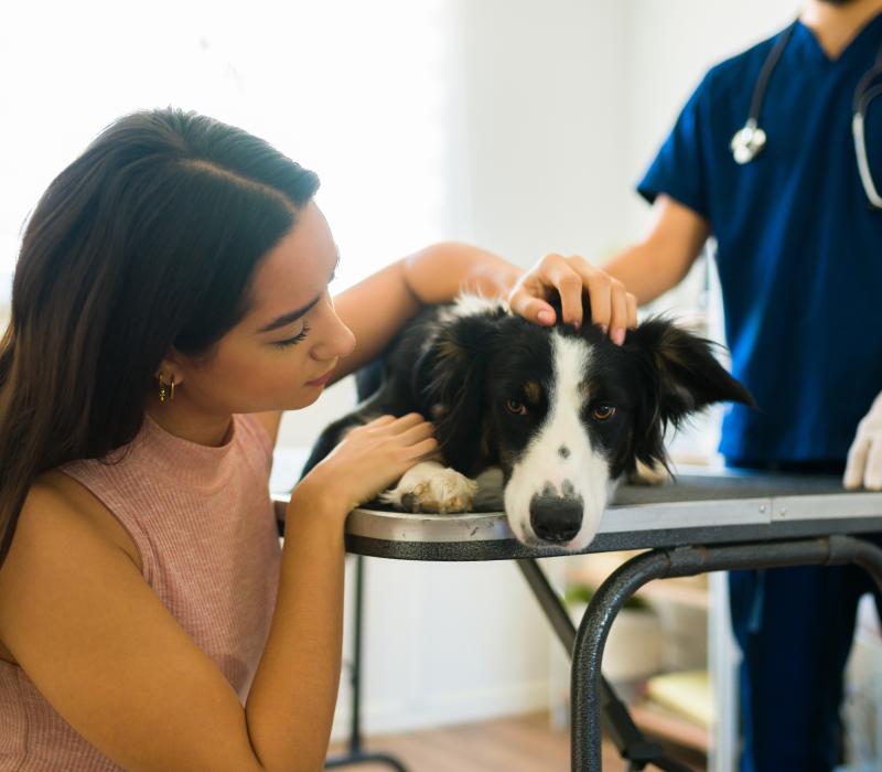 A vet gives her client NexGard