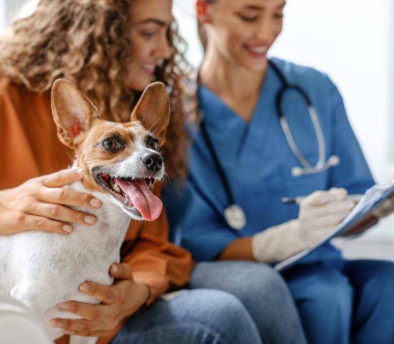 brown and white terrier with a curly haired woman in an orange shirt
