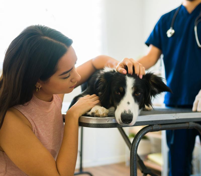black and white collie laying on an exam table with dark hair woman in a yellow sweater