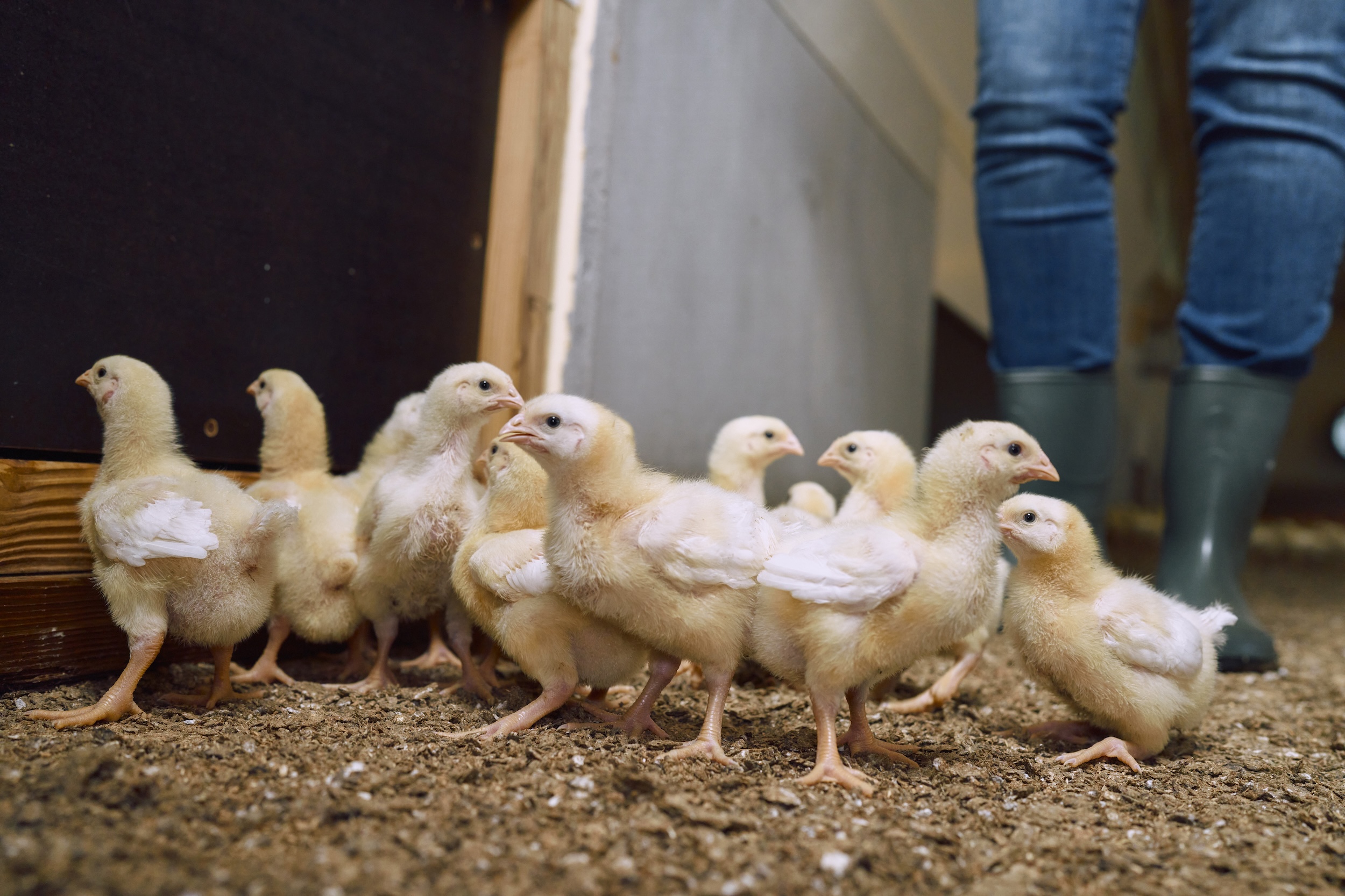 Chicks and caretaker