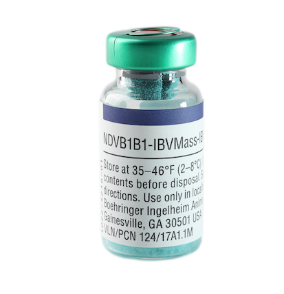 Newcastle (B1, B1) Bronchitis