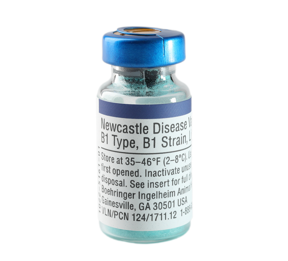 Newcastle (B1,B1) vaccine
