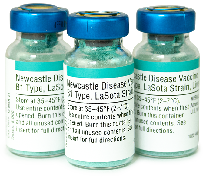 Newcastle (B1, LaSota)