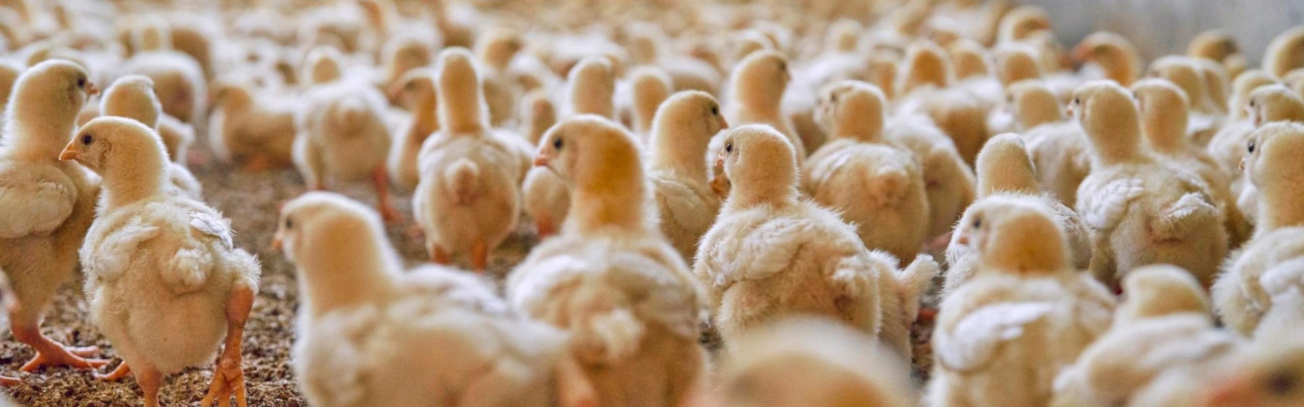 A flock of chicks stand in a group facing away from the camera