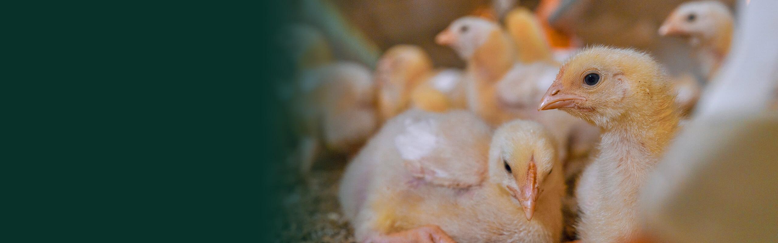 Respiratory Health Poultry Header