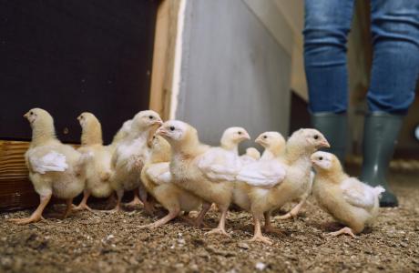 Chicks and caretaker
