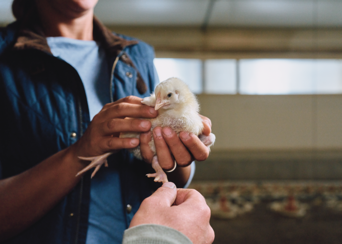 Veterinarian holding a chick in a poultry operation