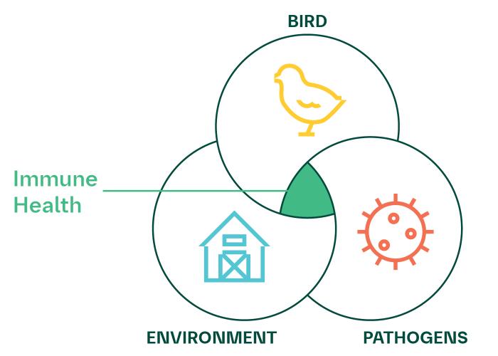 A venn diagram with Bird, Environment and Pathogens all coinciding in the middle with Immune Health