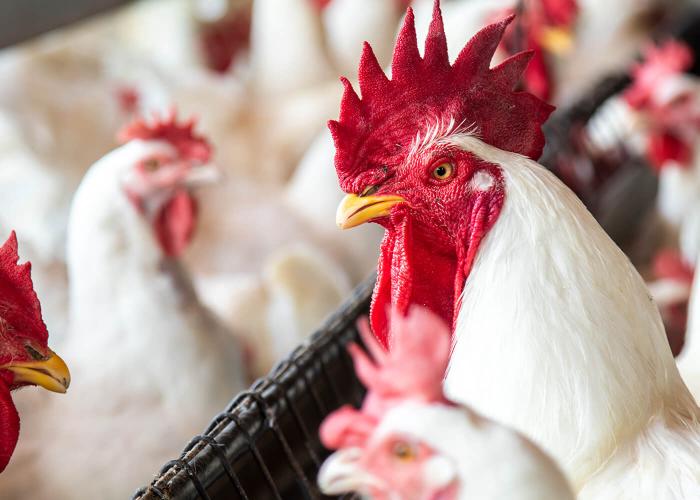 Roosters indoors