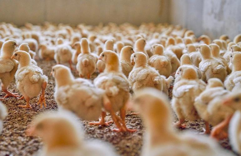 A flock of chicks stand in a group facing away from the camera