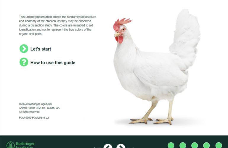 Image of Anatomy of a chicken overview