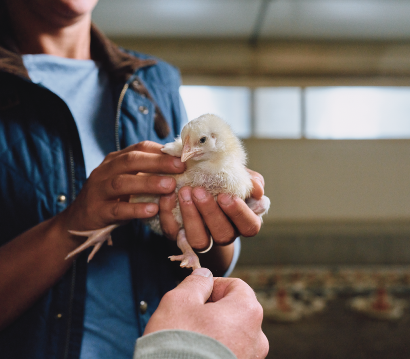Veterinarian holding a chick in a poultry operation