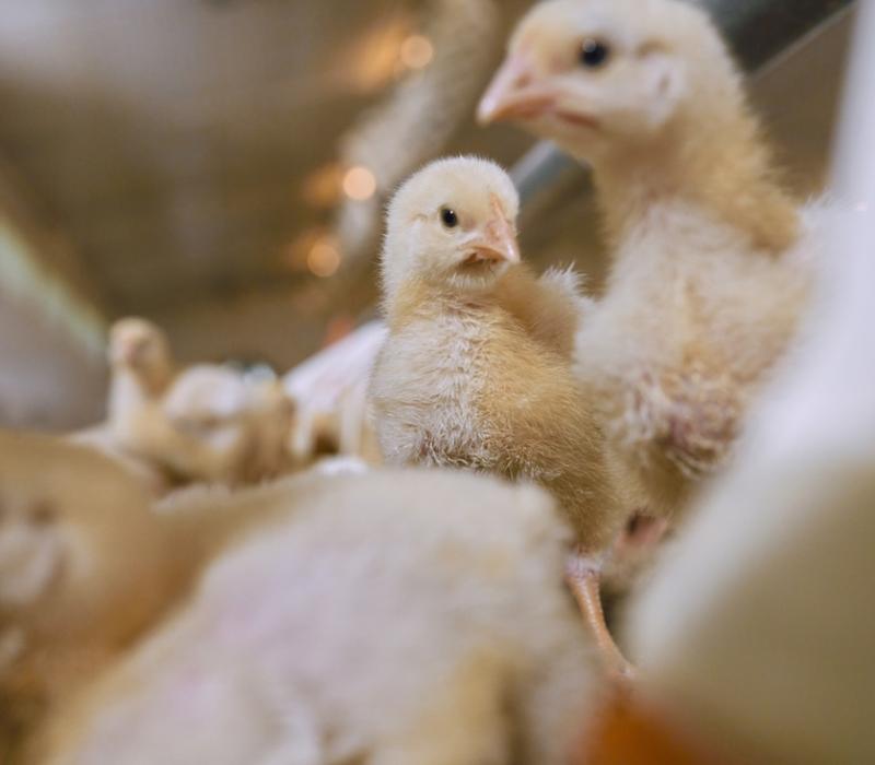 A close-up of a chick among other chicks