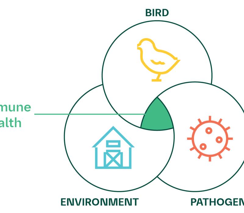 A venn diagram with Bird, Environment and Pathogens all coinciding in the middle with Immune Health