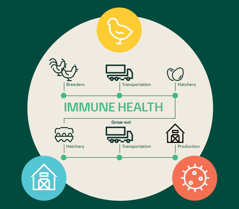 A circle with IMMUNE HEALTH in the center and a path that has the following points with a related icon for each: breeders; transportation; hatchery; grow-out; hatchery; transportation; production. Three icons, representing bird, environment and pathogens are on the edges of the circle