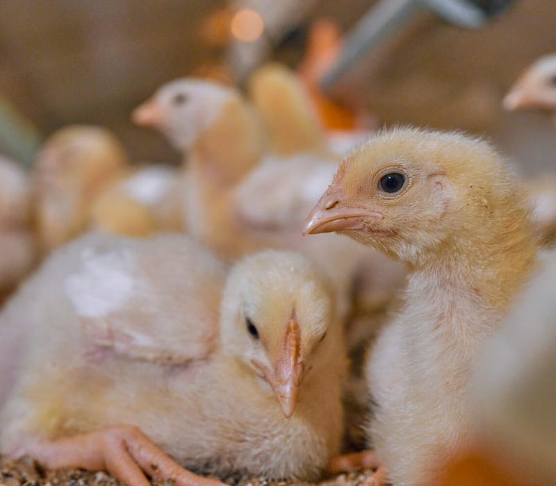 Chicks sit on the ground indoors