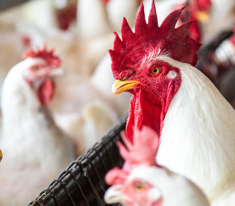 Roosters indoors