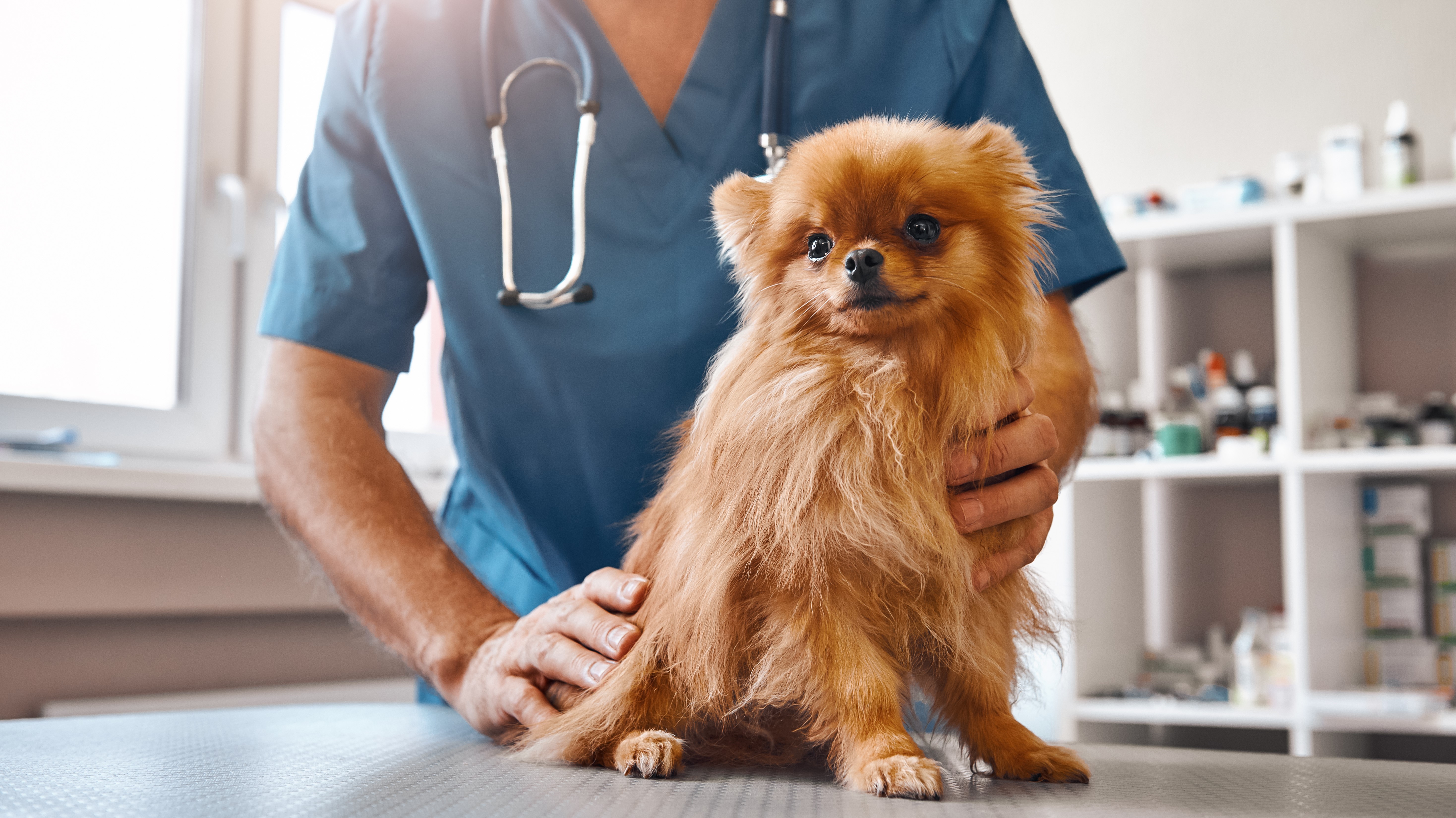 Veterinary Hope Foundation and Boehringer Ingelheim