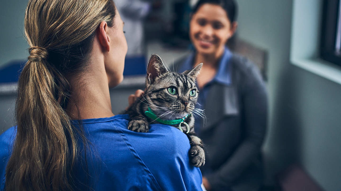 Parasite protection for cats