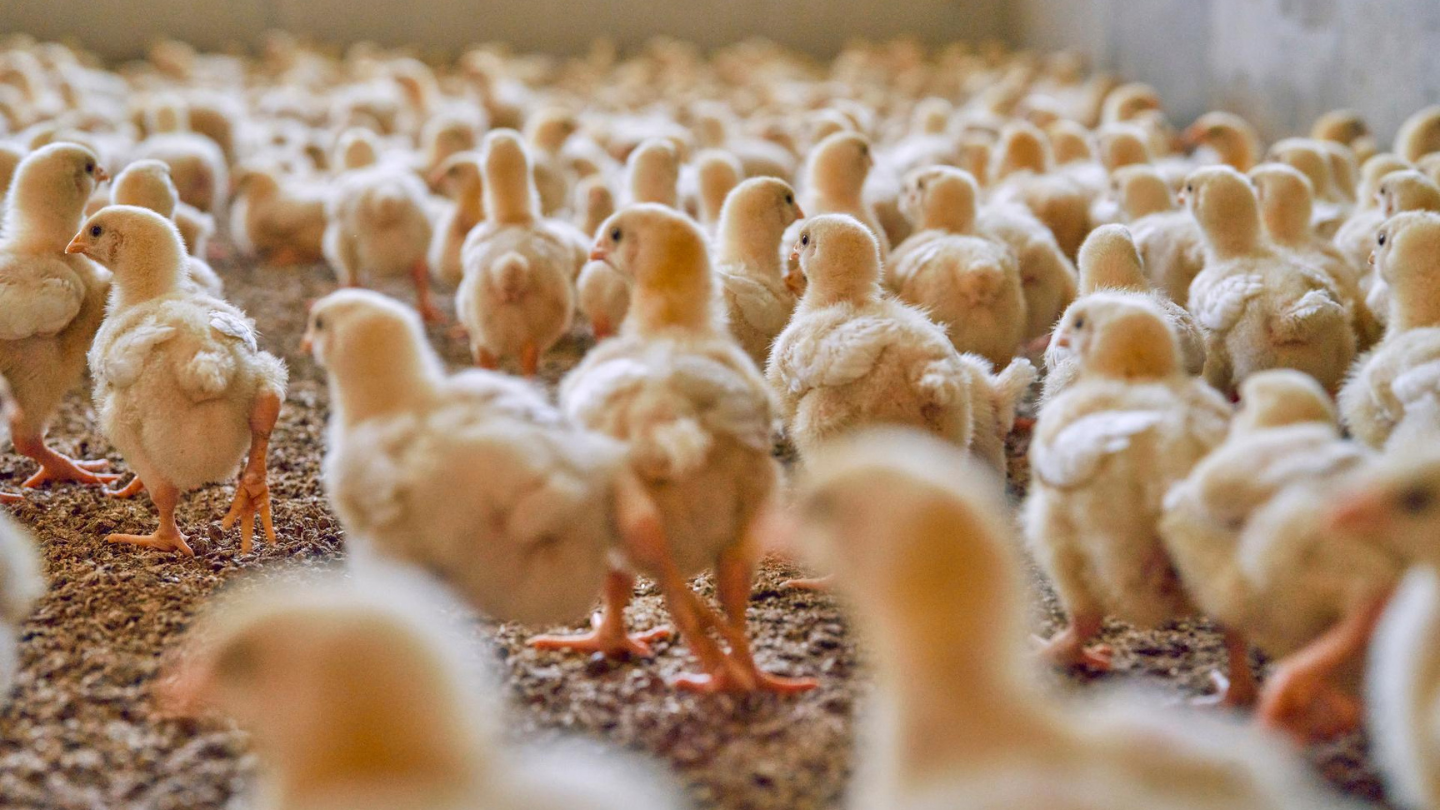 Baby chicks roaming in a barn