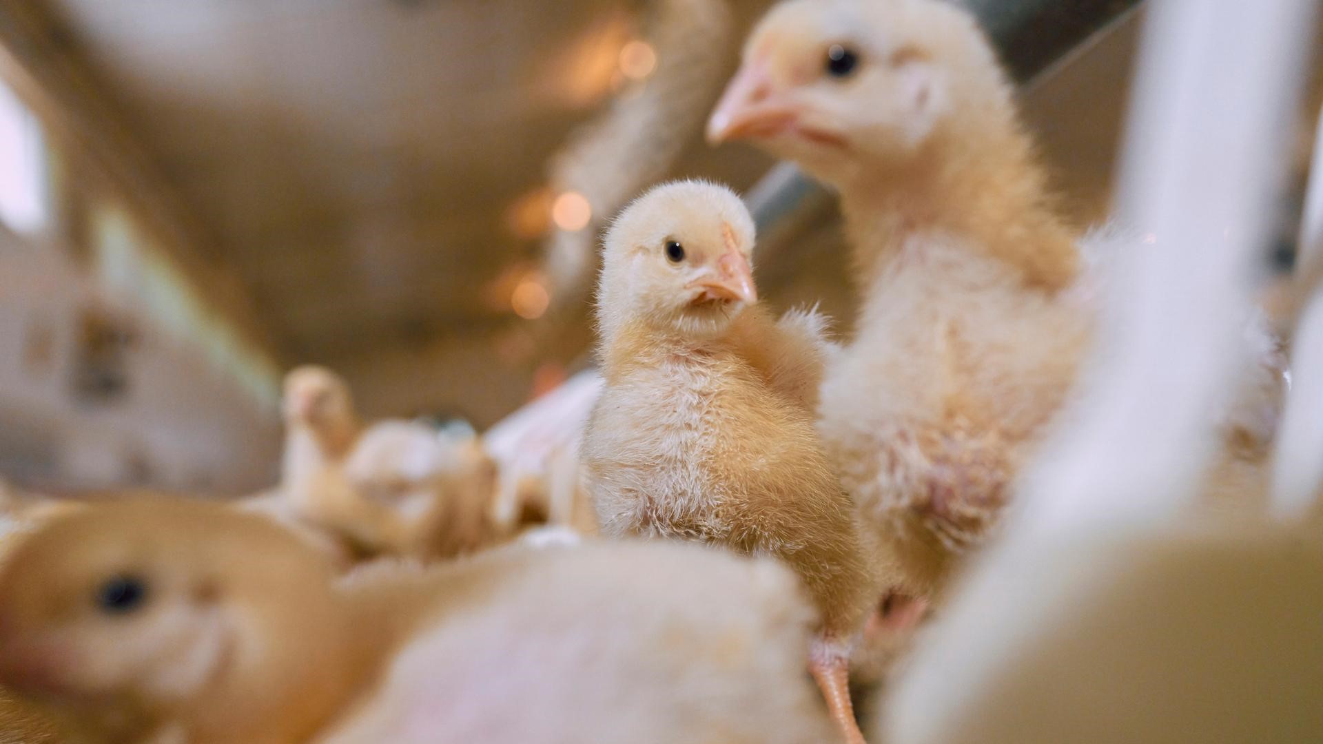 Close-up of chicks in a barn