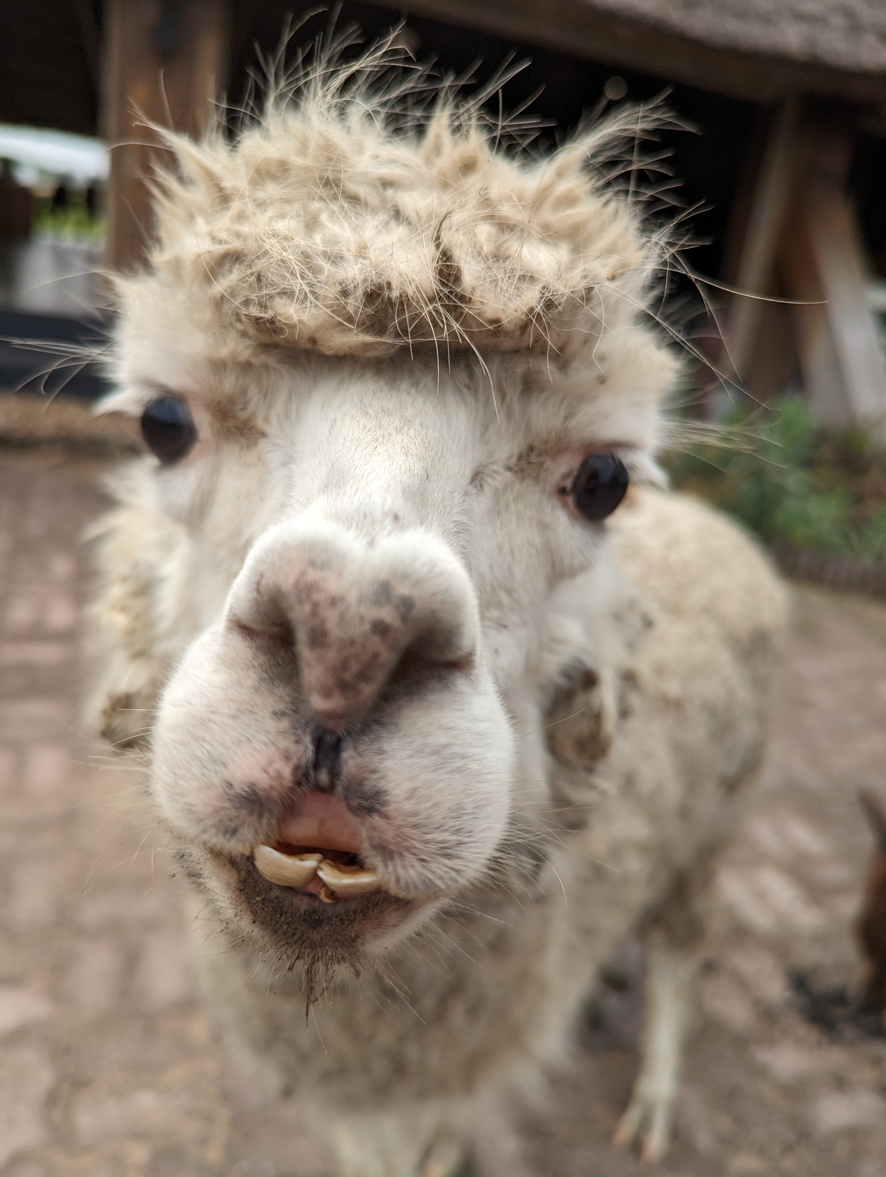 Veterinary Scholars Program