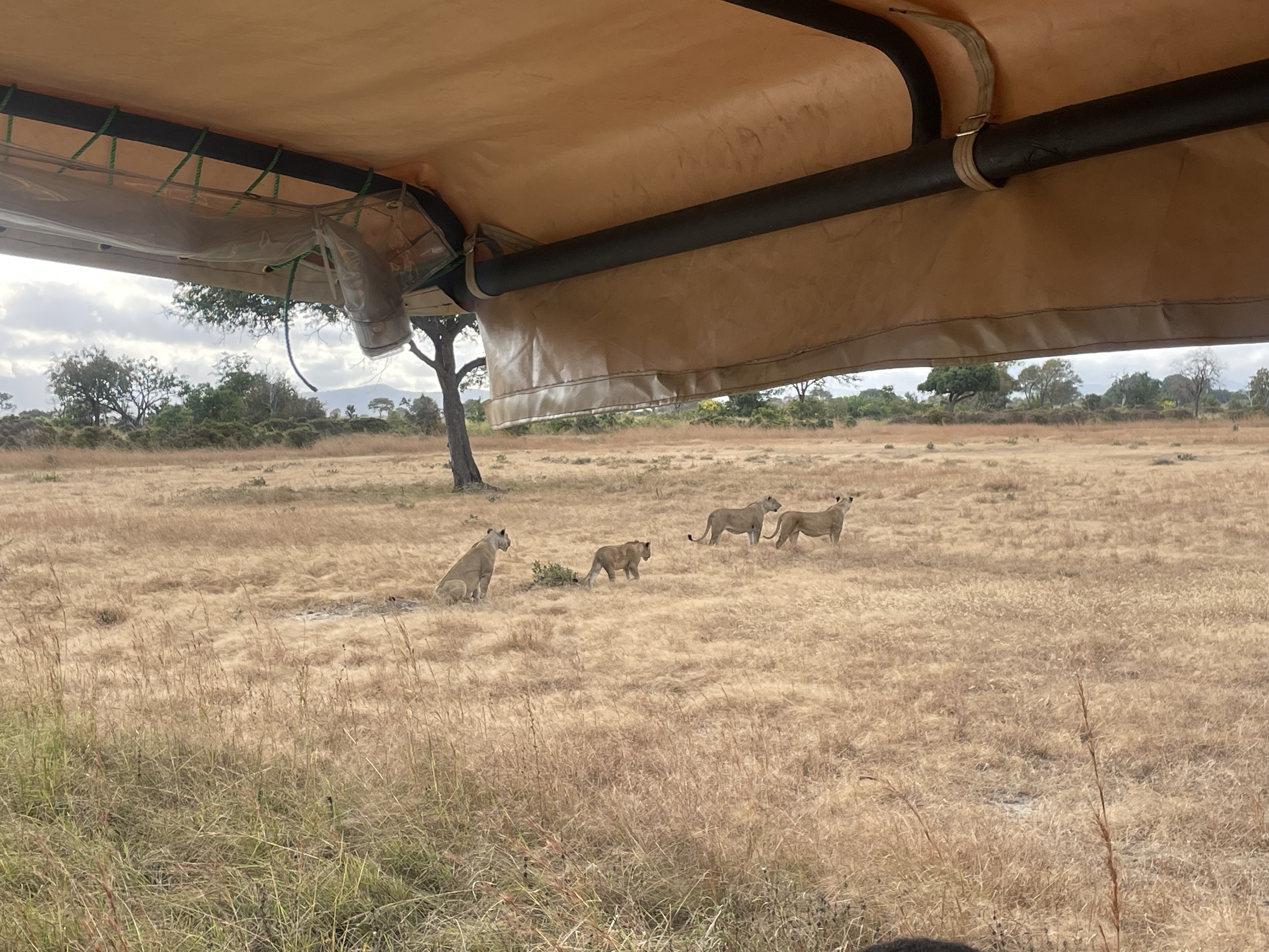 Veterinary Scholars Program