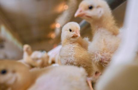 Close-up of chicks in a barn