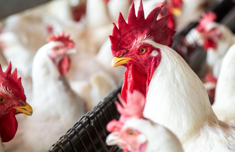 chickens and rooster