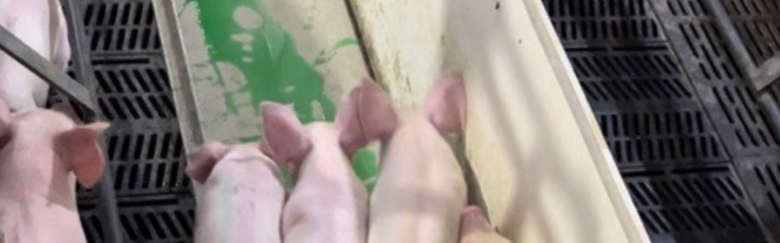 piglets in a swine barn