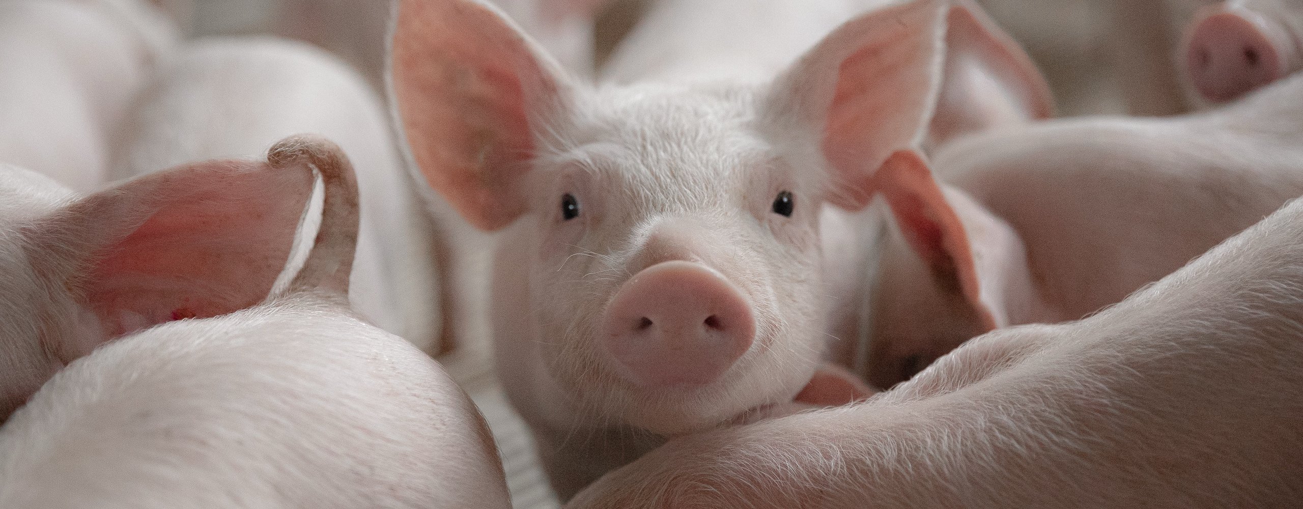 an-emerging-strain-of-salmonella-article-hero-image