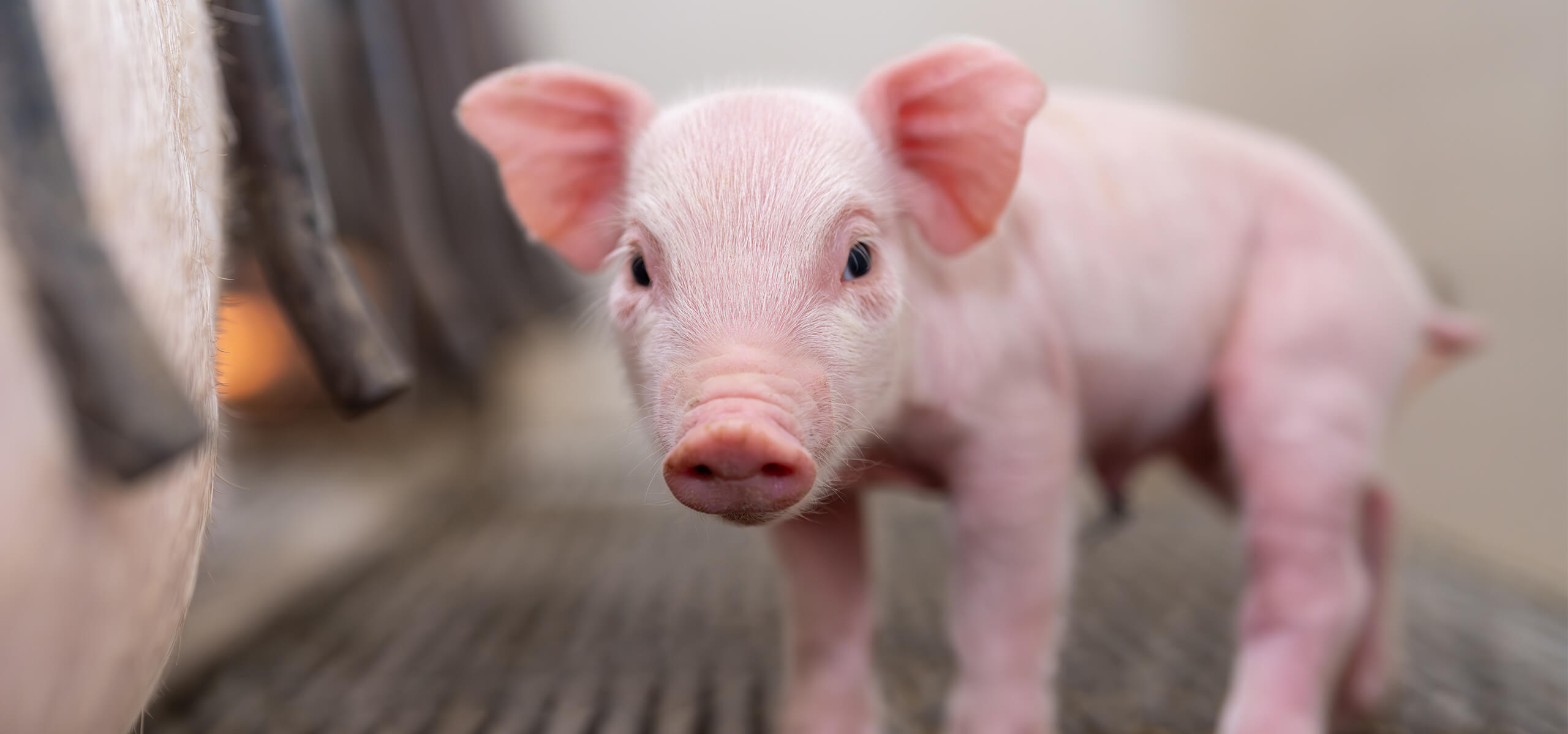 A piglet