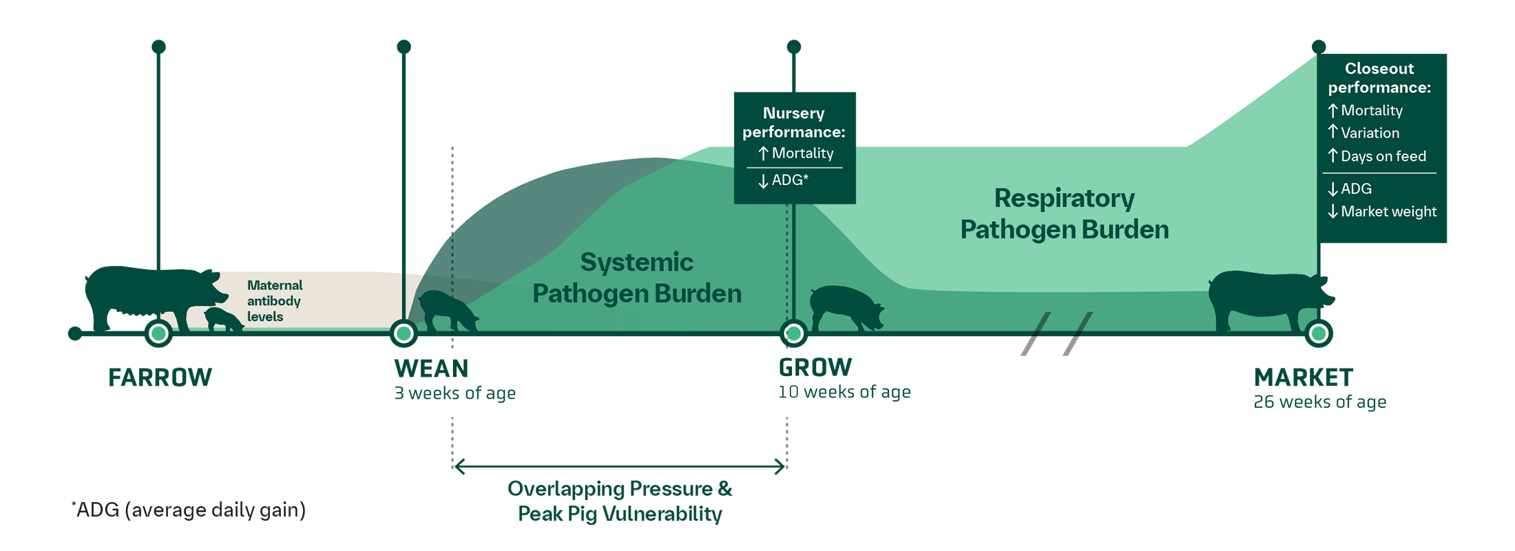 A graph showing the lifecycle of a pig, beginning at Farrow with maternal antibody levels to wean (3 weeks of age) where there is a systemic pathogen burden and overlapping pressure and peak pig vulnerability until the Grow stage (10 weeks of age). At Grow, Nursery performance is mortality up over ADG (average daily gain) down). From Grow to Market (26 weeks of age) there is less of a systemic pathoen burden but a higher respiratory pathogen burden. At that Market, Closeout performance has mortality, variation and days on feed up, while ADG and market weight are down.