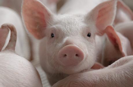 ENTERISOL-SALMONELLA-TC-article-image-2560x1000