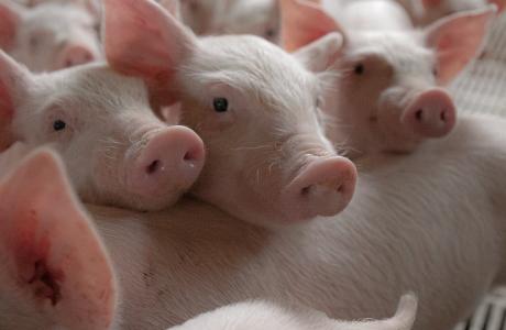 Enterisol-Ileitis-article