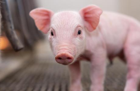 A piglet
