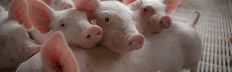 Swine Resources Header