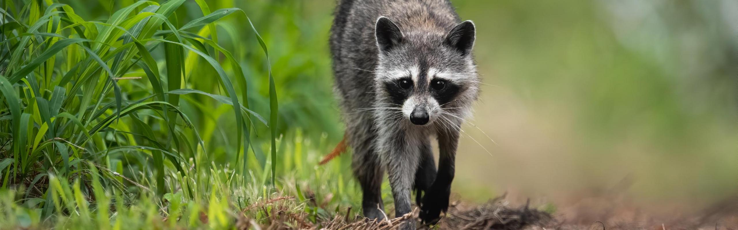 raccoon walking down path in woods